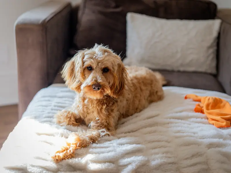 Pets Earning 'Snack Money' in Chinese Cafes