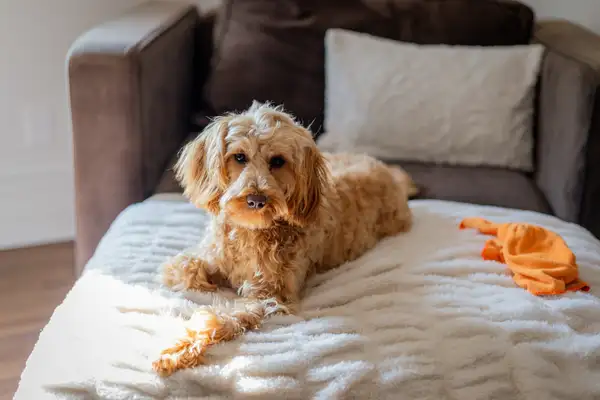 Pets Earning 'Snack Money' in Chinese Cafes