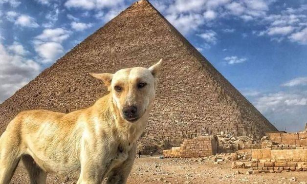 Dog Spotted on Ancient Egyptian Pyramid