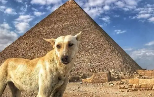 Dog Spotted on Ancient Egyptian Pyramid