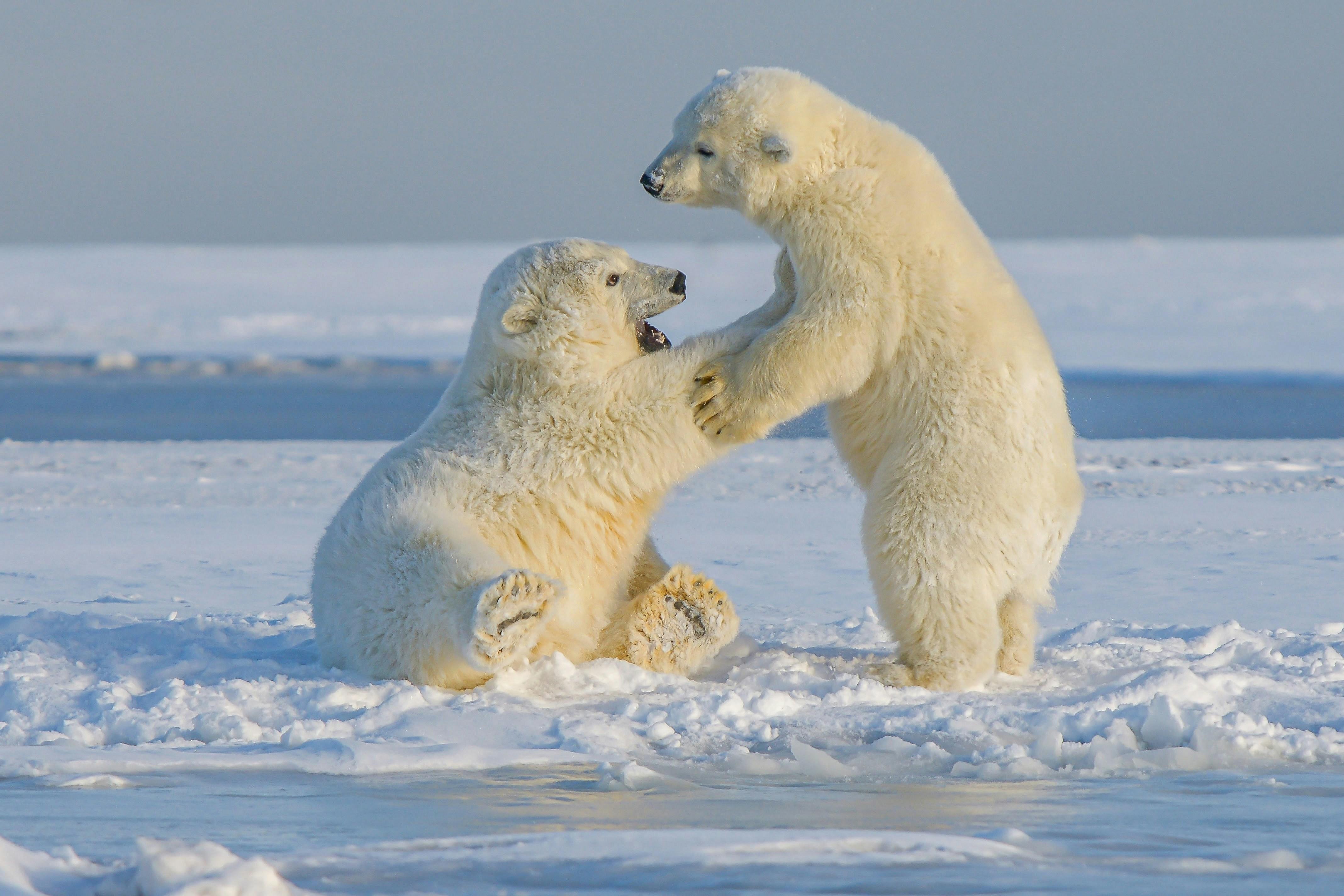 Brave Man Saves Wife from Polar Bear Attack