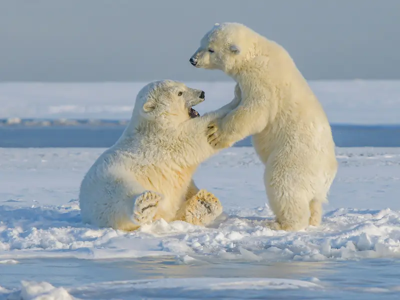 Brave Man Saves Wife from Polar Bear Attack