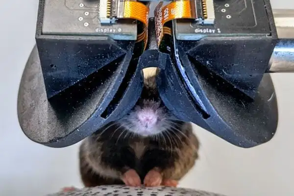 Tiny VR Goggles for Mice