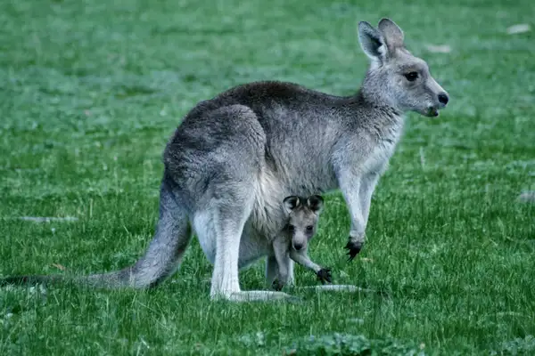 Ancient Kangaroos: A Hop Through Time