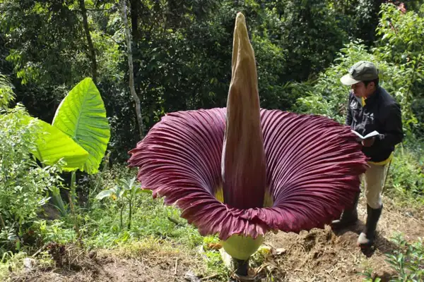 Rare Flower Blooms in Australia