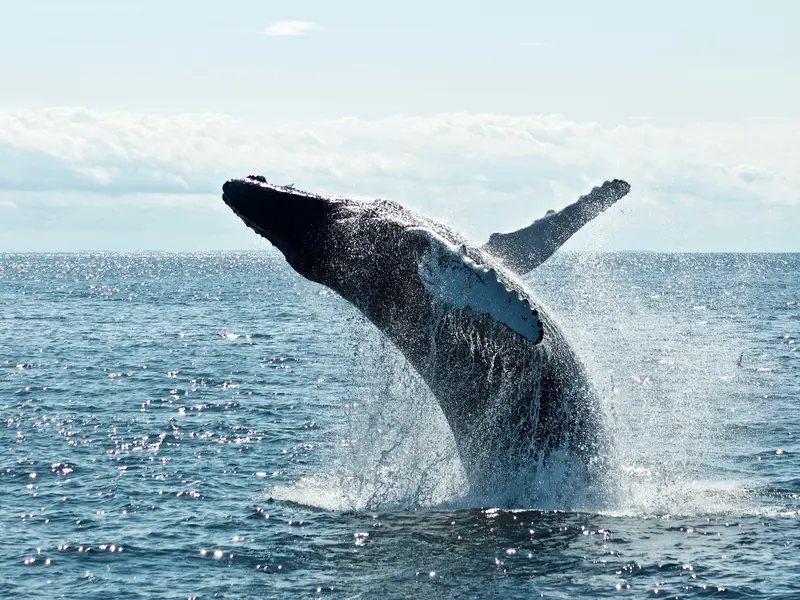 Whale Swallows Kayaker in Chile