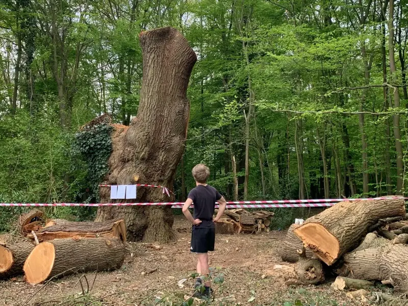 Ancient Oak Tree Cut Down
