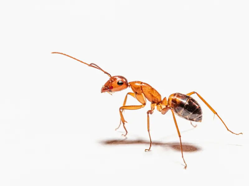 Teens Fined for Ant Smuggling
