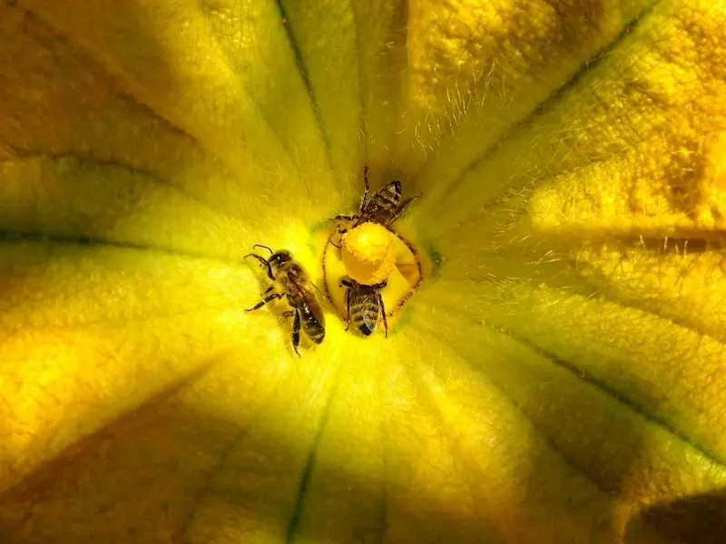 World Bee Day: Raising Awareness for Bees