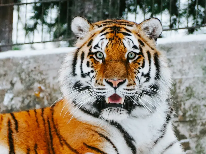 Tiger Killed in India: A Tragic Conflict
