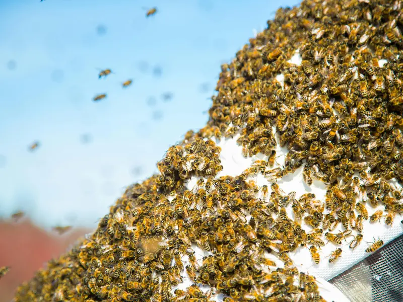 Bee Escape: A Buzzing Incident