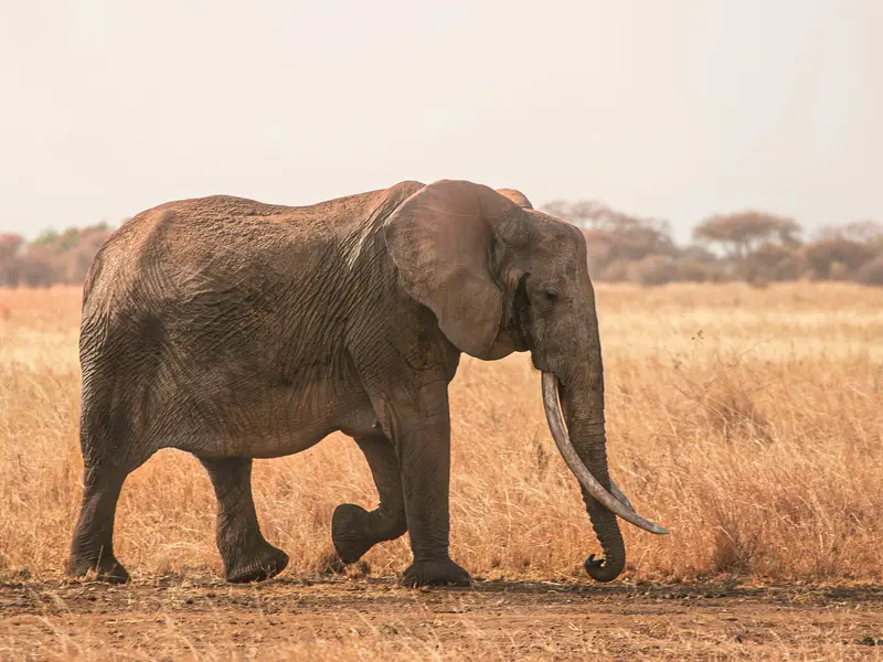 Wild Elephant Visits Thai Store