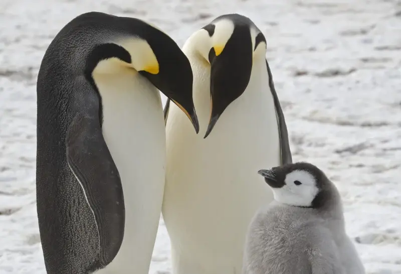 Emperor Penguins in Decline