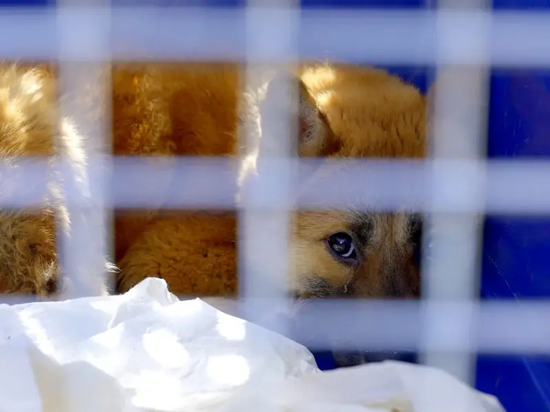South Korea's Dog Meat Ban