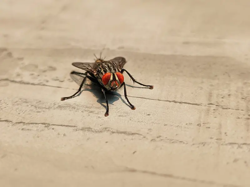 US Plans to Breed Flies to Fight Pest