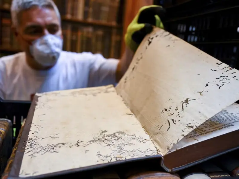 Ancient Library Battles Beetle Invasion