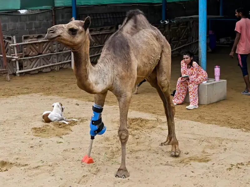 Camel Walks Again with New Leg