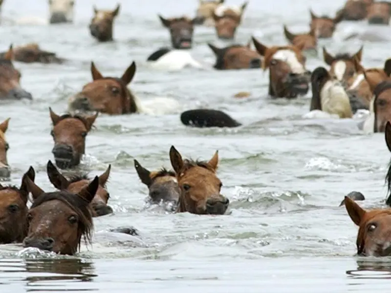 Chincoteague's 100th Pony Swim