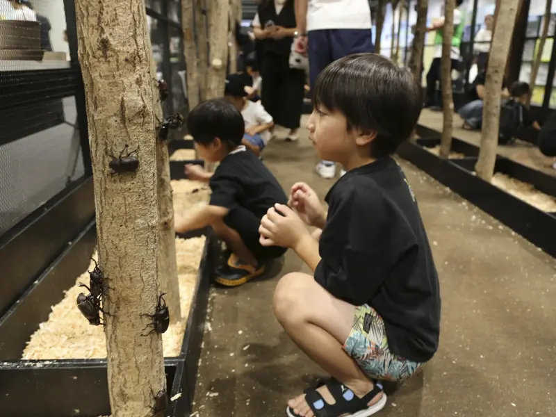 Bugs: Japan's Beloved Pets