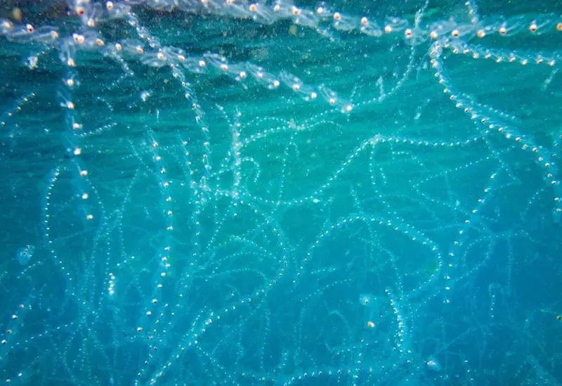 Warm Seas Bring New Species to UK Waters