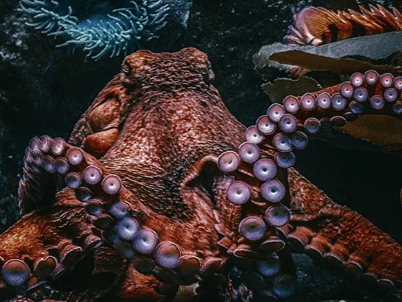 Octopus Takes Underwater Selfie