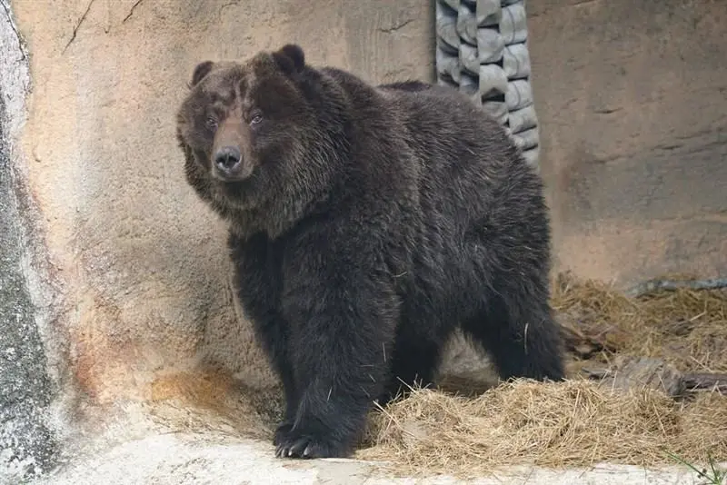 Brown Bear at Taipei Zoo