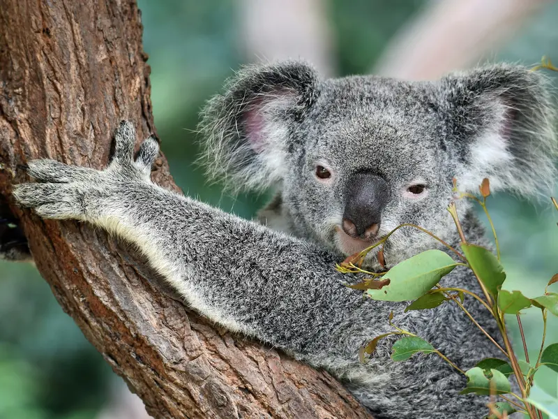 Koala Vaccine: Hope for Endangered Species