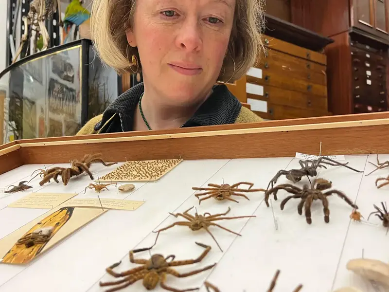 Spider Season: A Time for Learning