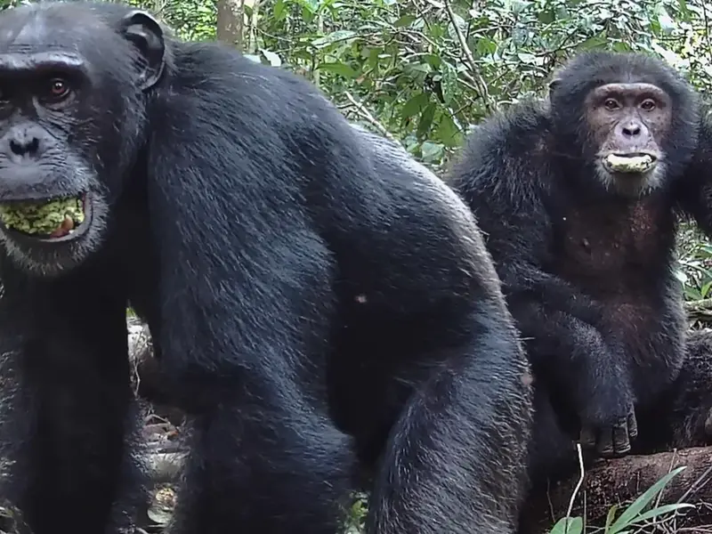Chimpanzees and Alcohol: A Natural Taste