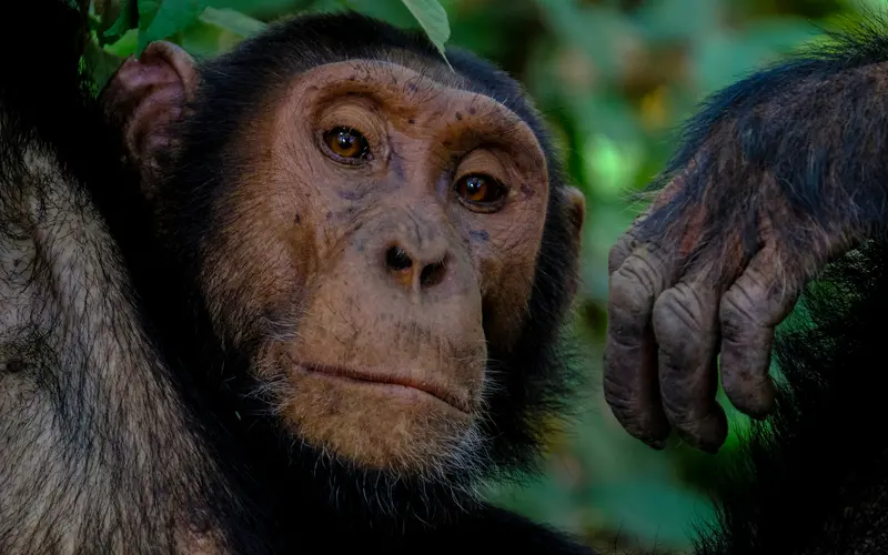 Chimpanzees and Alcohol: A Natural Taste