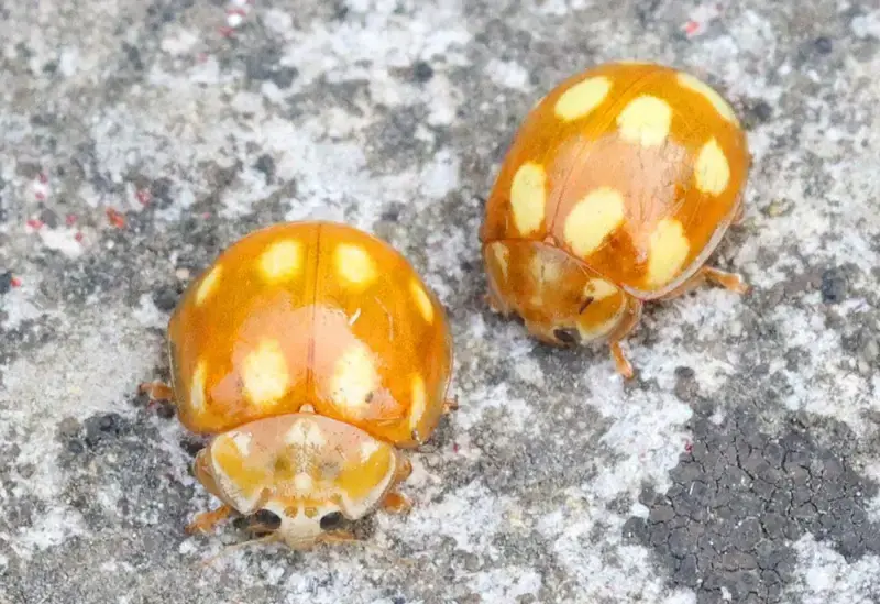 New Ladybird Species Discovered in UK