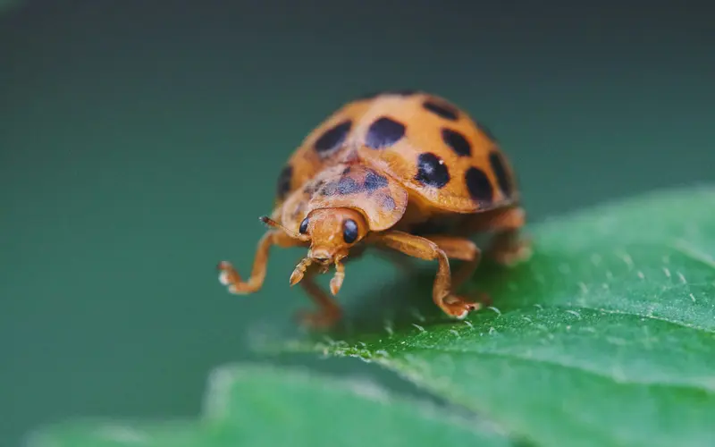 New Ladybird Species Discovered in UK