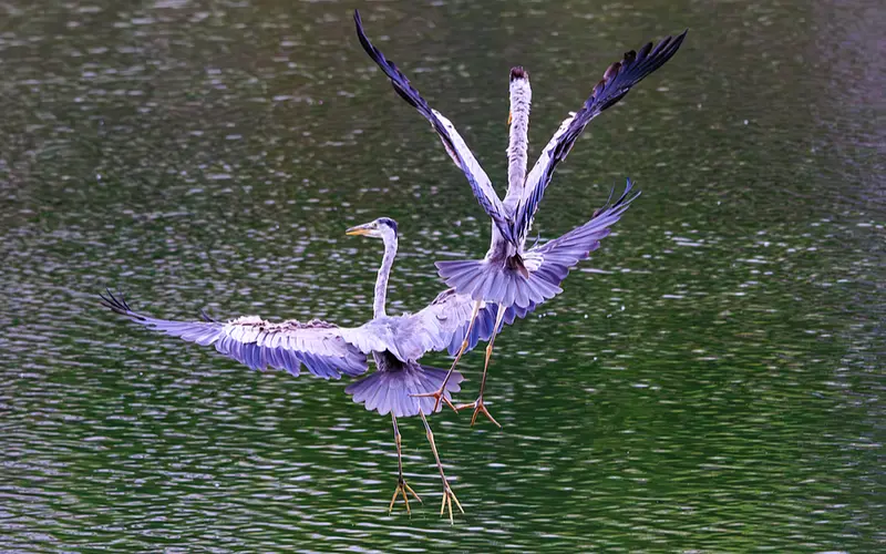 AI-powered 'Bird Facial Recognition' Enhances Avian Conservation