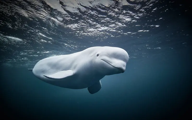 Beluga Whales at Risk: The Marineland Dilemma