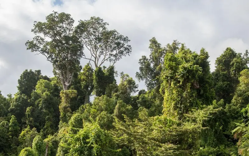 Australia's Rainforests: From Carbon Sink to Carbon Source