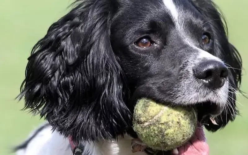 Henry: The Special Dog Who Helps Animals