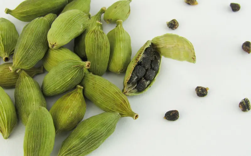 Seed Bank in England: 25 Years of Preserving Plant Diversity