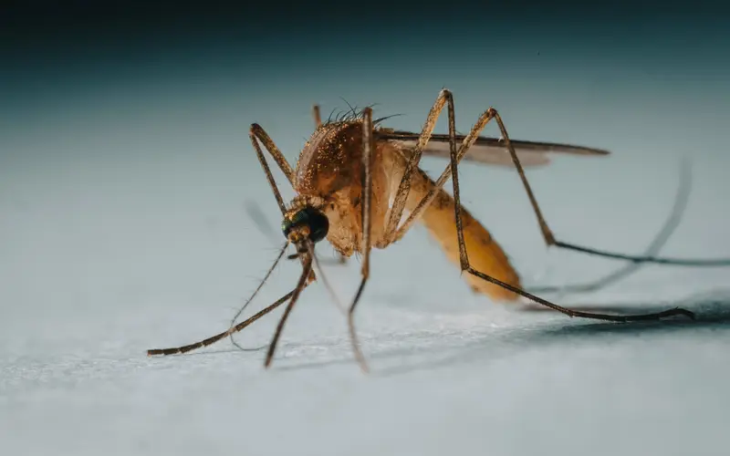 Mosquitoes in Iceland: A Climate Change Indicator