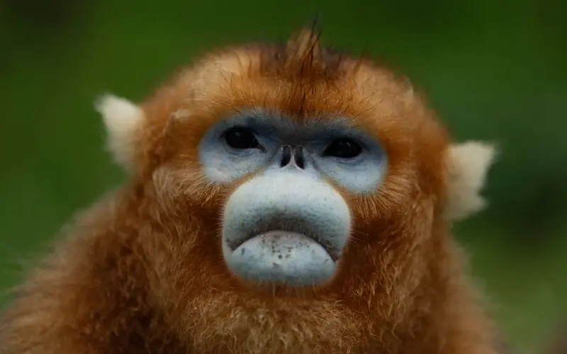 Golden Monkeys: China's New Animal Ambassadors