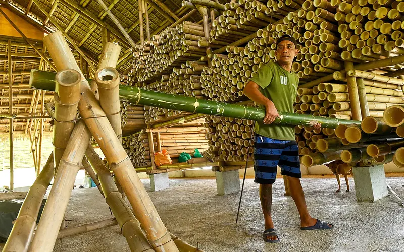 Bamboo Buildings: Nature's Earthquake-Resistant Design