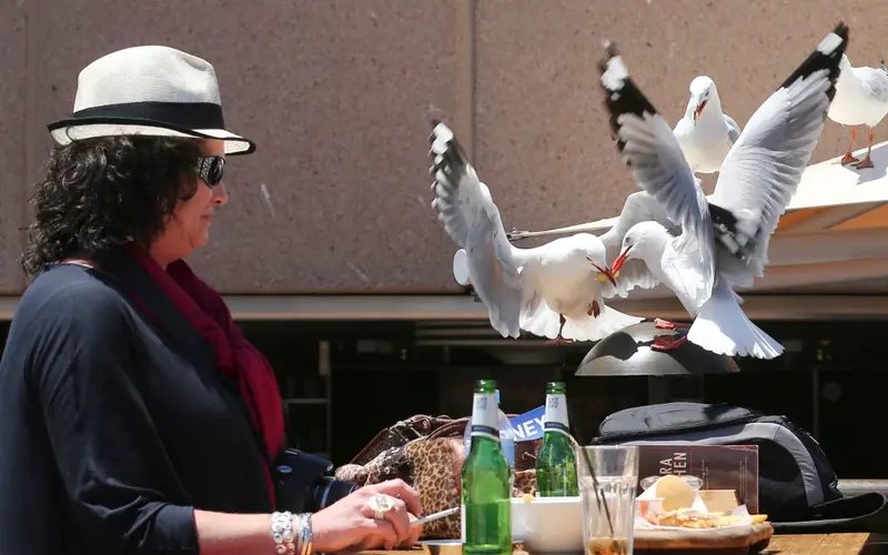 Shout to Scare Off Seagulls, Study Finds