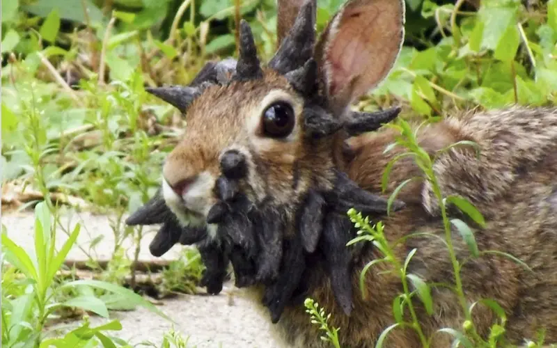 Rabbits with 'Horns': The Shope Papillomavirus | English News in Levels ...