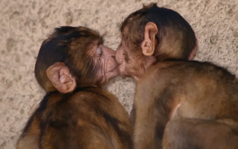 The Evolution of Kissing: A 21 Million Year Journey