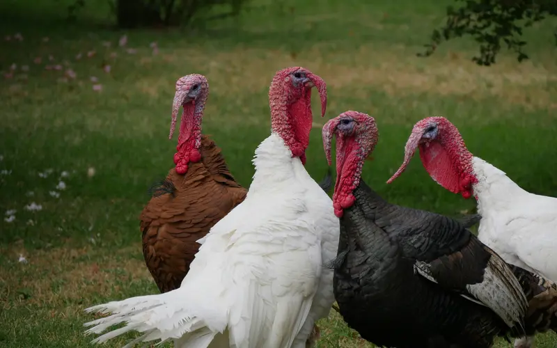Thanksgiving Turkey Prices: A Mixed Bag for Consumers