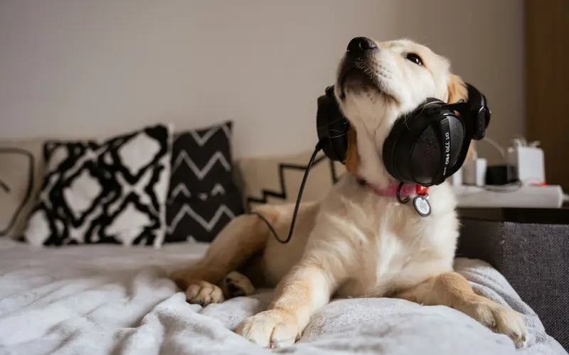 The Calming Effect of Music on Animals