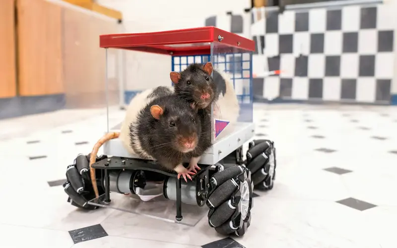 Rats Driving Cars: A Lesson in Joy and Anticipation