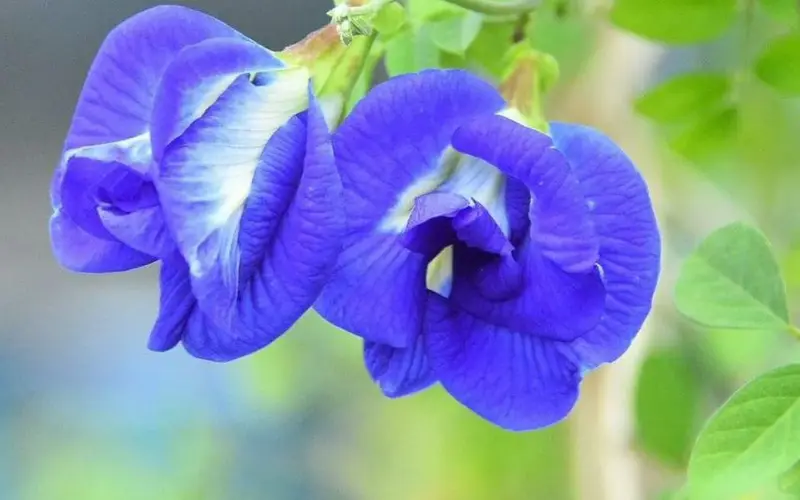 The Blue Flower Changing Lives in India