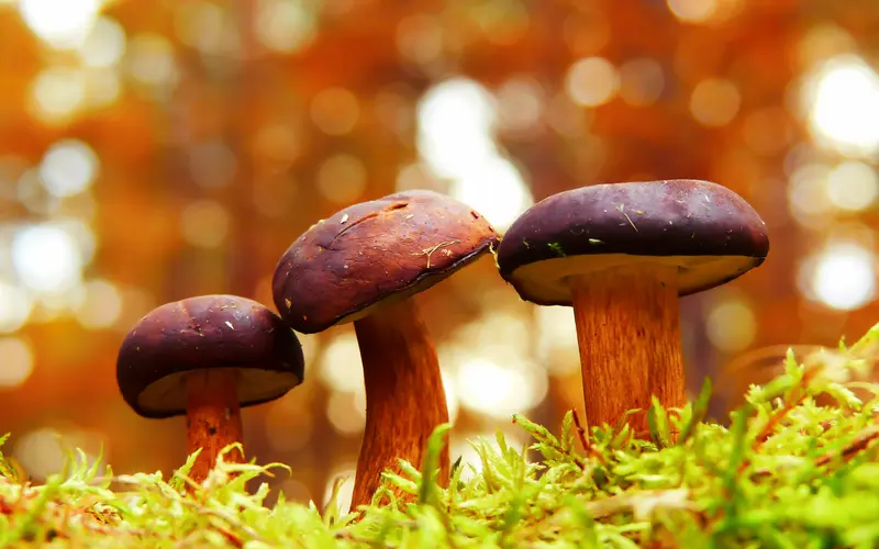 A Strange Mushroom Makes People See Tiny People