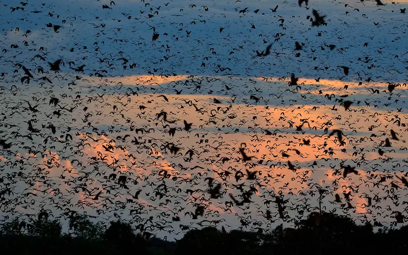 The World's Largest Mammal Migration
