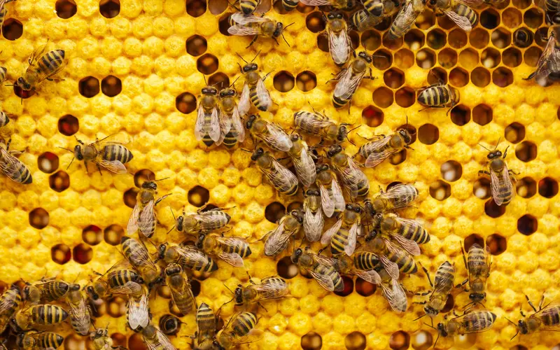 Singapore Bee Rescuer Has Relocated About Six Million Bees